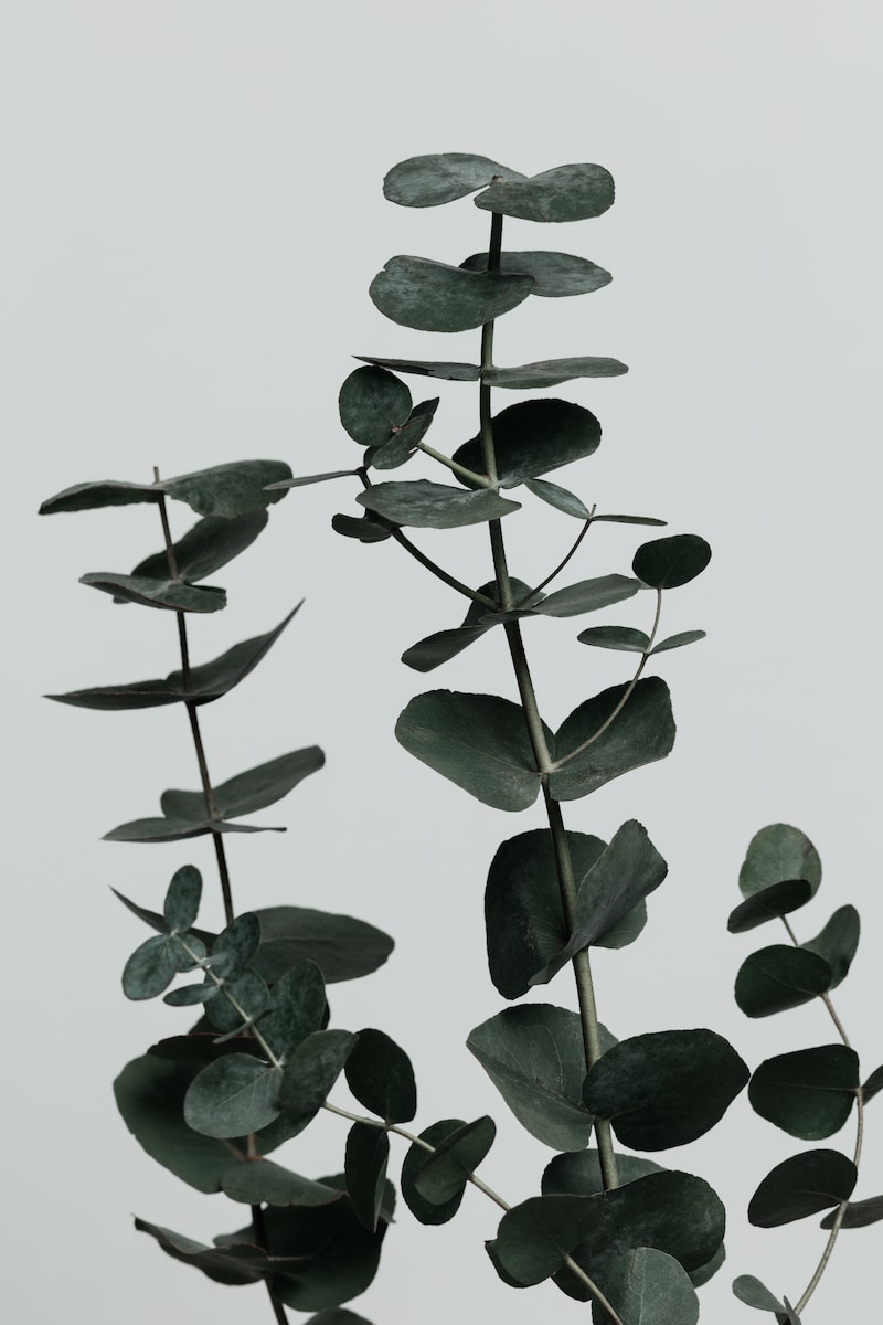 motive-image