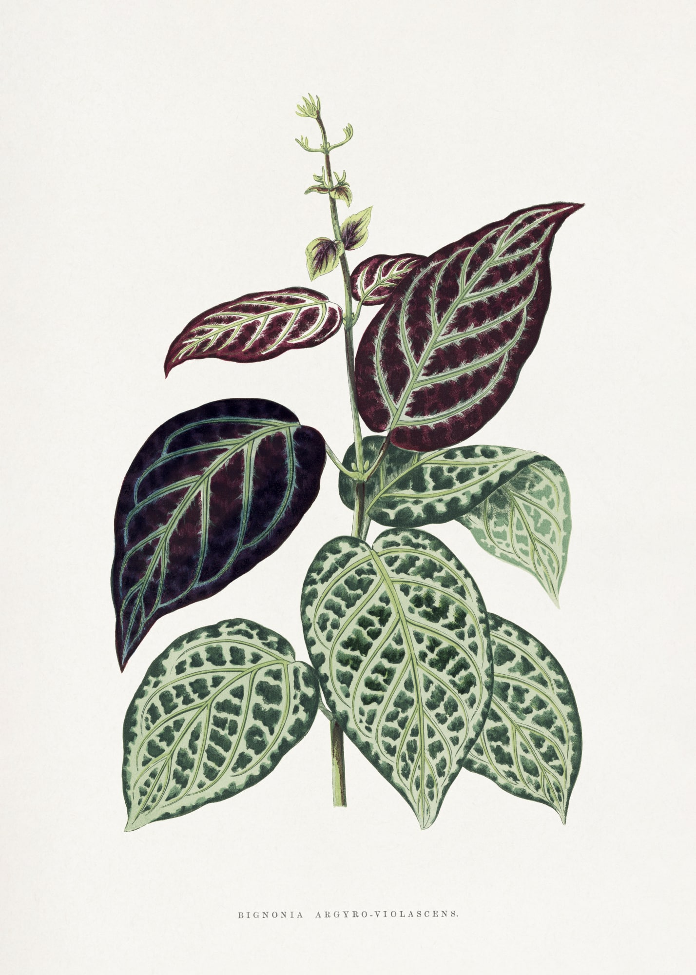 motive-image