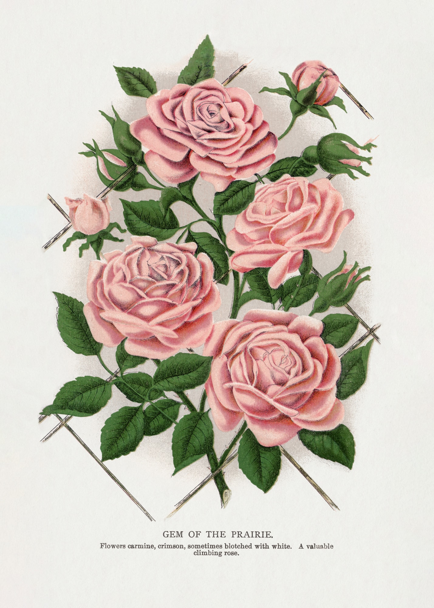 motive-image