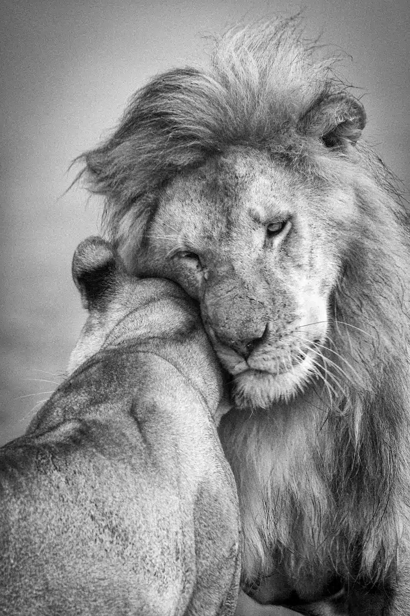 Animale