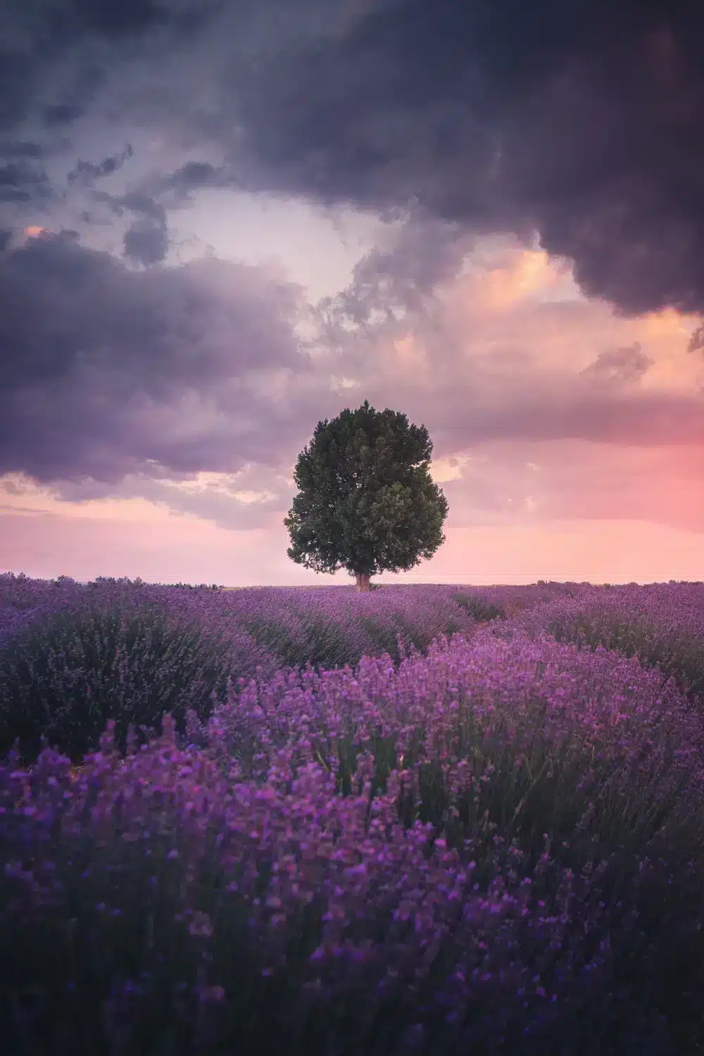 Motivi della natura