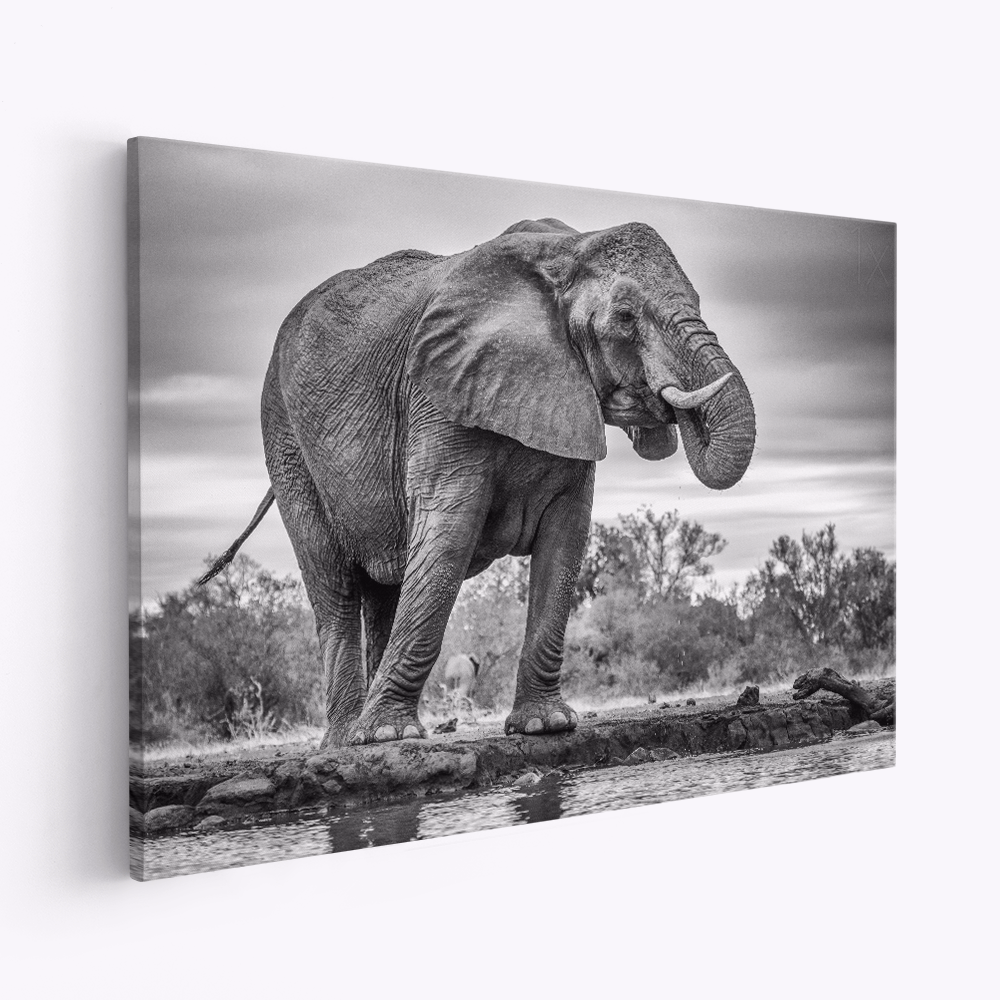 Stampe su tela - Standing Proud