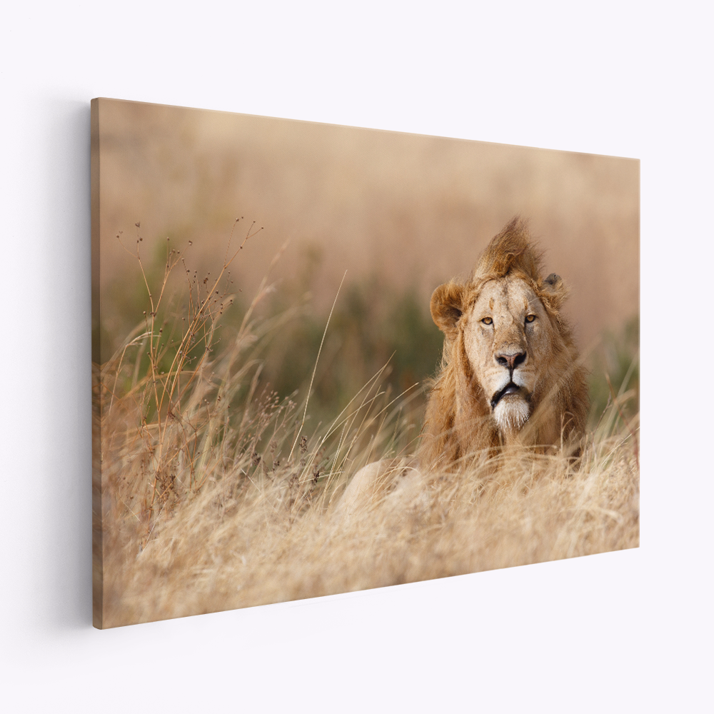 Stampe su tela - Handsome!