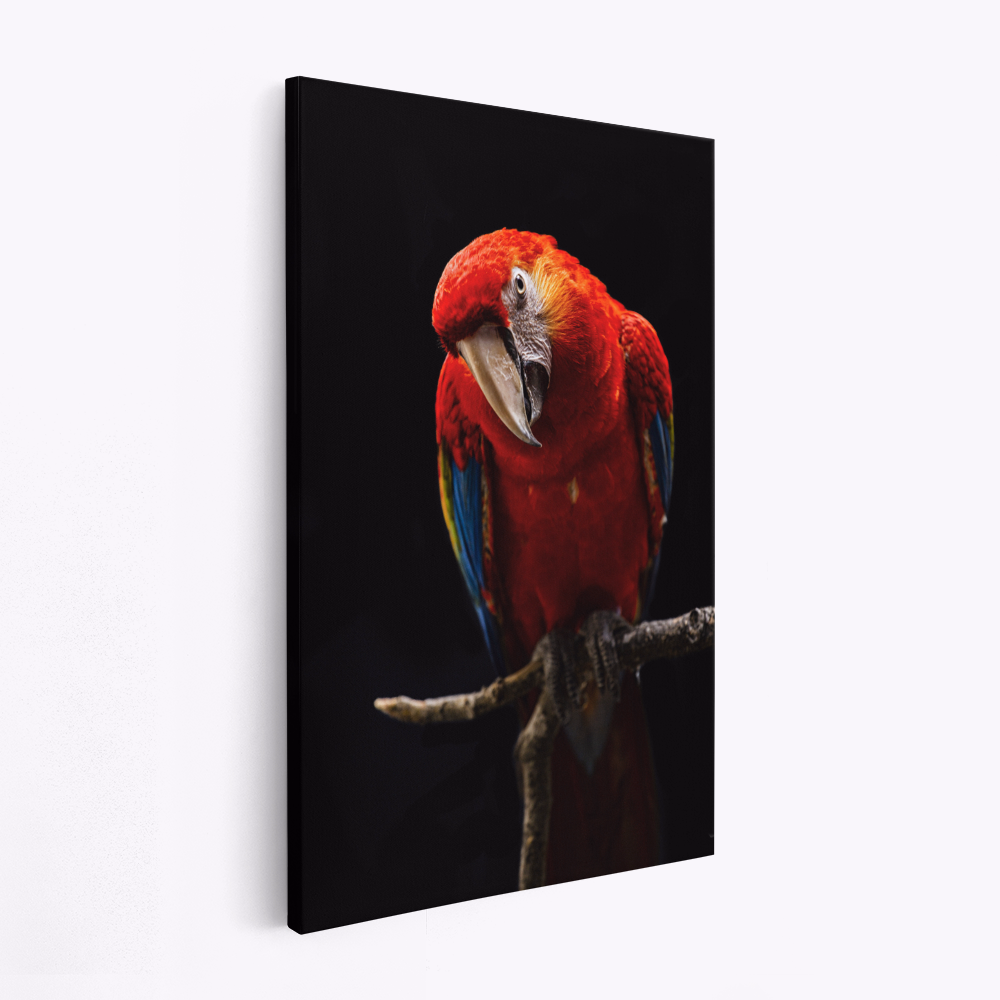 Stampe su tela - Portrait of Scarlet Macaw