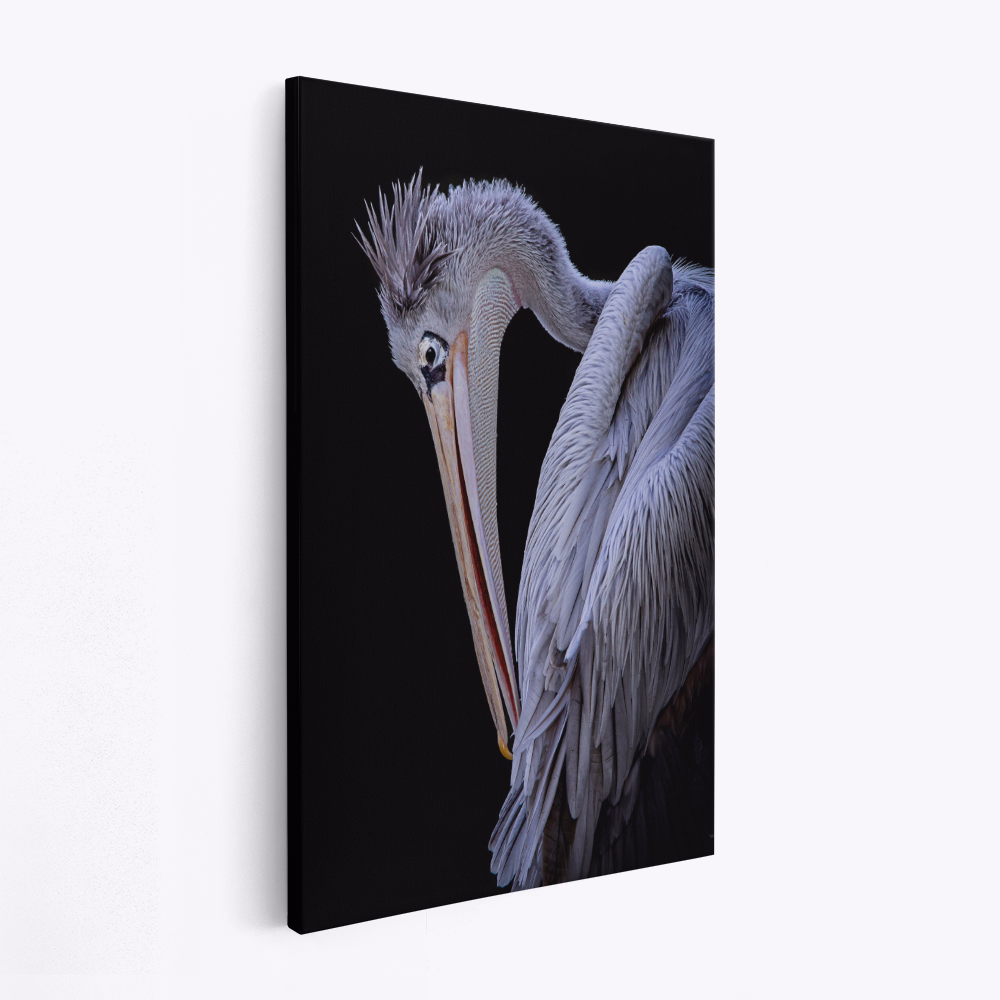 Stampe su tela - Pensive Pelican