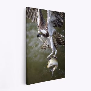 Stampe su tela - Osprey