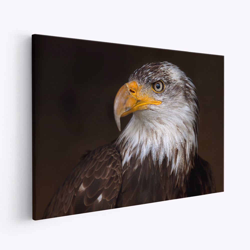 Stampe su tela - Caged - Bald Eagle