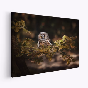 Stampe su tela - Long eared owl