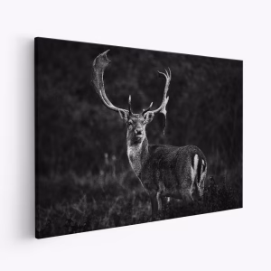 Stampe su tela - Ready for the love season