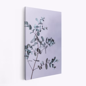 Stampe su tela - Eucalyptus 13