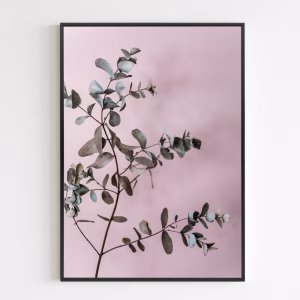 Poster - Eucalyptus 12