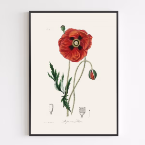 Poster - Common Poppy (papaver Rhoeas) Medical Botany