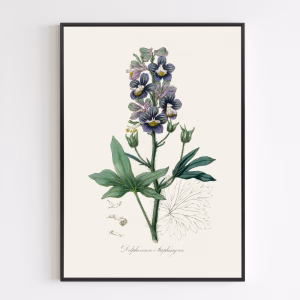Poster - Delphinum Staphisagria Medical Botany