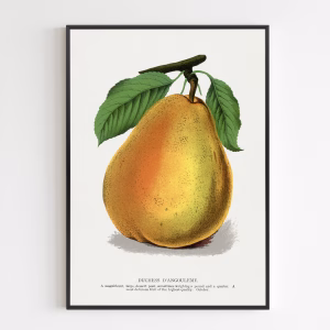 Poster - Duchess D'angouleme Pear Lithograph