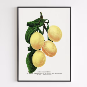 Poster - Coe's Golden Drop Plum Lithograph