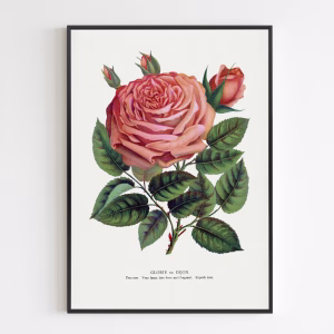 Poster - Pink Rose, Glorie De Dijon Lithograph