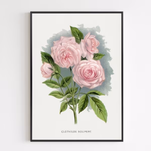 Poster - Pink Rose, Clothilde Soupert Lithograph