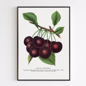 Poster - Black Tartarian Cherry Lithograph