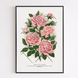 Poster - Pink Rose, Gem of the Prairie Lithograph