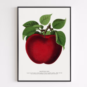 Poster - Mcintosh Red Apple Lithograph