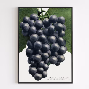 Poster - Campbell's Early Grape Lithograph