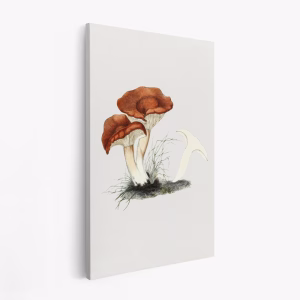 Stampe su tela - Hand Drawn Rufous Milkcap Mushroom