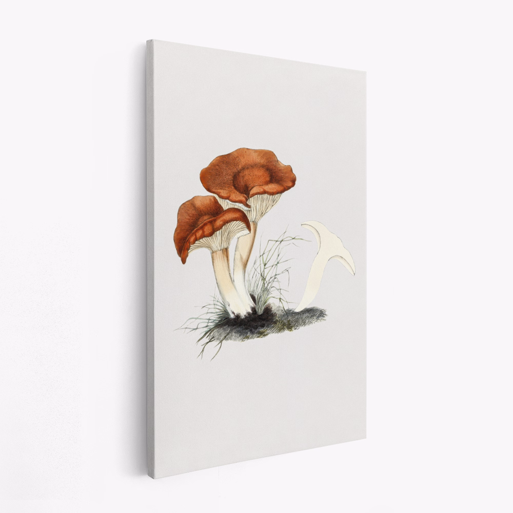 Stampe su tela - Hand Drawn Rufous Milkcap Mushroom
