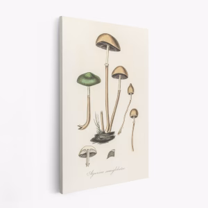 Stampe su tela - Agaricus Semiglobatus