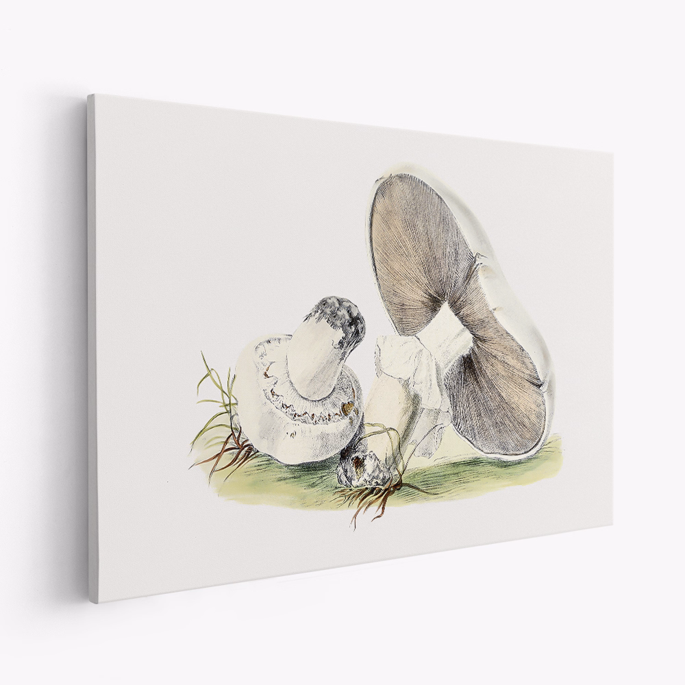 Stampe su tela - Hand Drawn Horse Mushroom