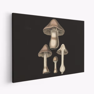 Stampe su tela - Agaricus Bulbosus Dark Background