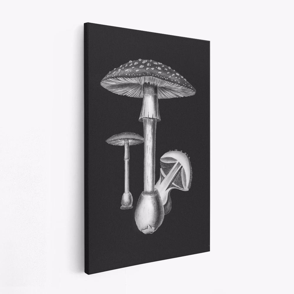 Stampe su tela - Amanita Muscaria Dark Background BW