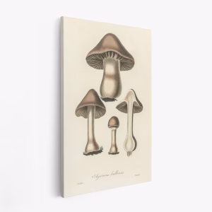 Stampe su tela - Agaricus Bulbosus Illustration. Medical Botany 1836