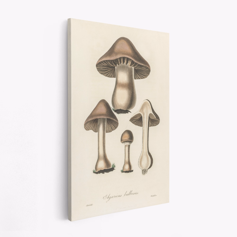 Stampe su tela - Agaricus Bulbosus Illustration. Medical Botany 1836