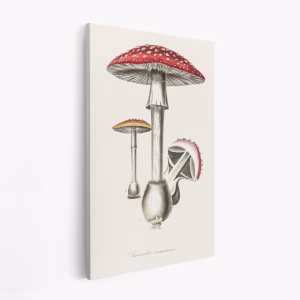 Stampe su tela - Amanita Muscaria Illustration. Medical Botany 1836