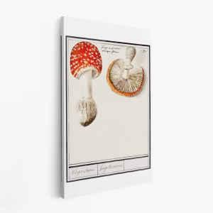 Stampe su tela - Fly Agaric, Amanita Muscaria