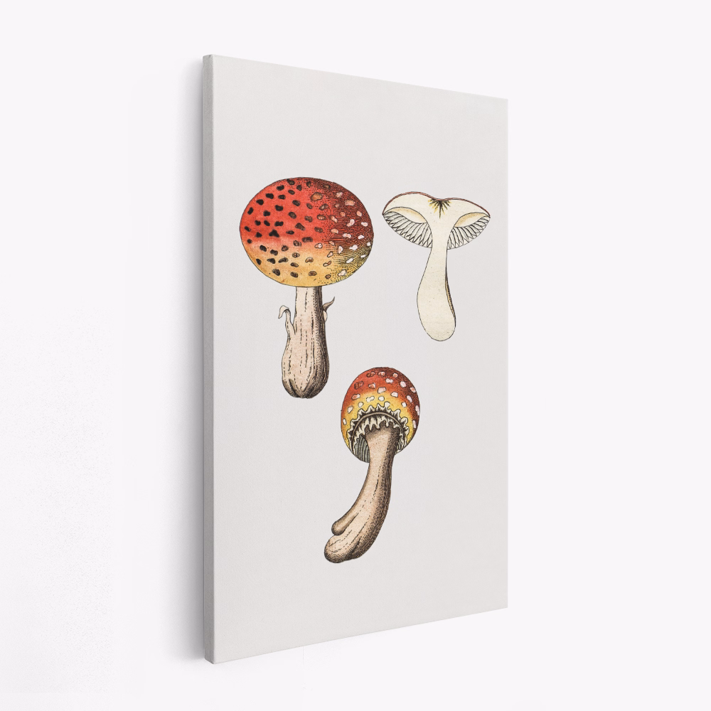 Stampe su tela - Hand Drawn Fly Agaric Mushroom