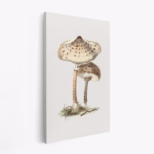 Stampe su tela - Hand Drawn Parasol Mushroom