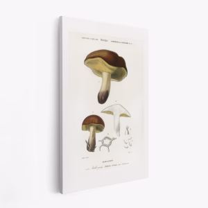 Stampe su tela - Mushroom (boletus Circinans)