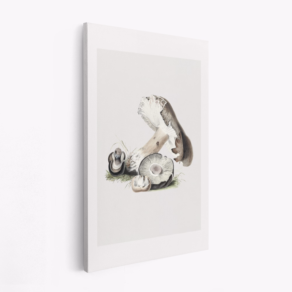 Stampe su tela - Vintage Agaricus Augustus Mushroom 50x70