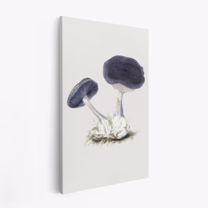 Stampe su tela - Vintage Violet Webcap Mushroom