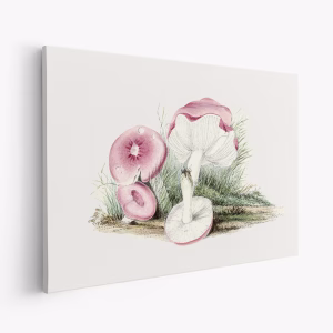 Stampe su tela - Vintage Russula Emetica Mushroom