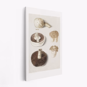 Stampe su tela - Common Meadow Mushroom, Agaricus Campestris Standing